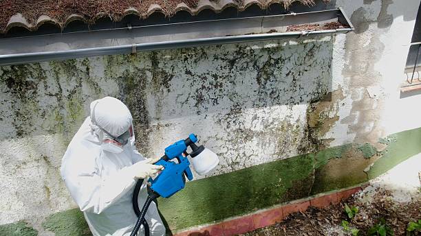 Top rated local Mold Cleanup specialists in Long Branch, VA
